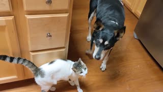 Dog and cat kiss