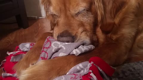 Golden retriever uses blanket as pacifier