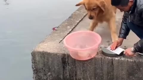 Kind Dog Saving Life Of Fishes - Dog helping others - Dogs are most beautifull creatures