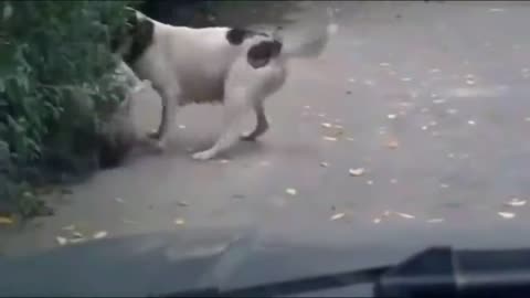 Angry Dog's and Cats funny complications