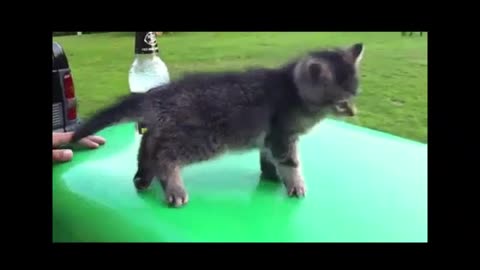 Video of Cats Doing Funny Things - Version 1