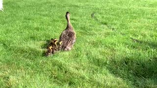 Group Work To Rescue Ducklings From Sewer