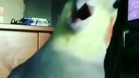 Parrot Singing A Song #shorts #viral #shortsvideo #video