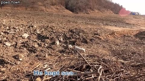 Stray puppy rescued from the dump yard - Full video