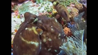 Close Encounter with an Elusive Octopus