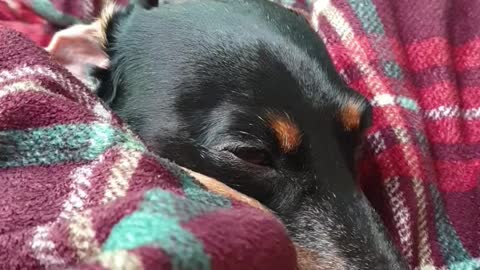 Sleepy Dachshund