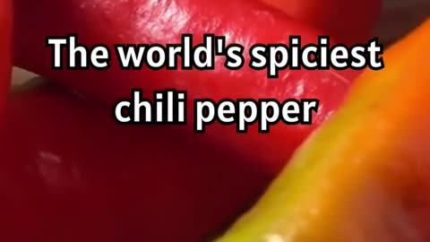 Exploring the World's Hottest Chili Pepper! 🔥🌶️ #spicy #peppers #spicyfood #challenge #didyouknow