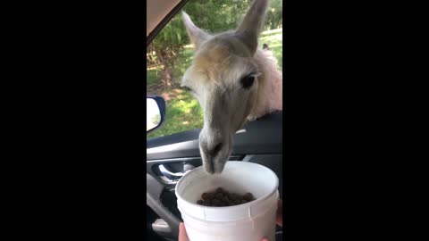 Comedian Encounters a Hungry Llama