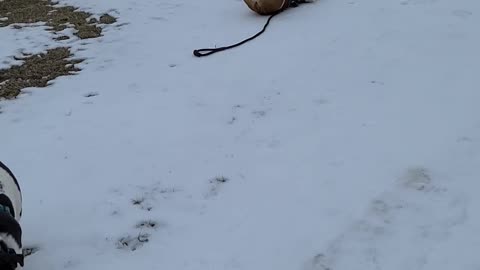 Florida Rescue Loves Snow Angels