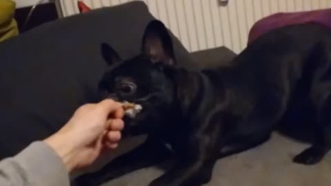 Französische Bulldogge Blacky will seinen Snack nicht teilen 🐶 🐇 😁