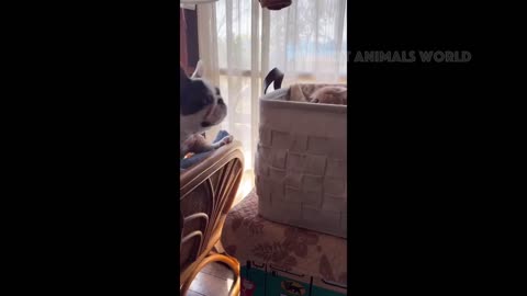 Funny Cats And Dogs Videos 😁 - BEST Funny Animal Videos 2024