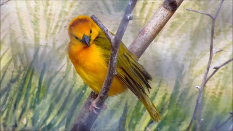 Male Orange Weaver Bird Ran From Shooter on Branch