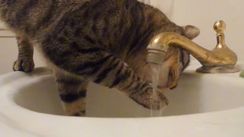 Cat Drink Water From Sink