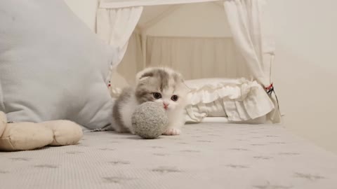 cute kitten with toy