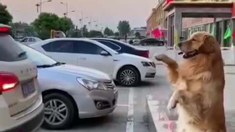 Cute dog helping owner in parking the car...they are so adorable