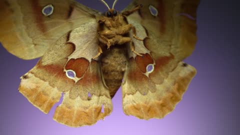 7 Spectacular Moths in Slow Motion!