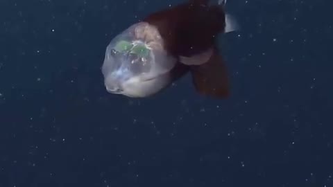 Transparent-headed Barreleye Fish.