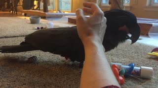 Cuddling and kissing my friend's cute black cockatoo