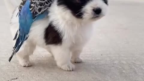 Pet dog and pet parrot