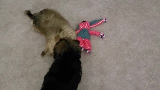 Puppies sock tug-of-war