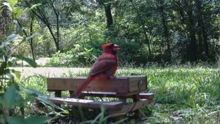 Cardinal enjoying some seeds, just Bird Watching