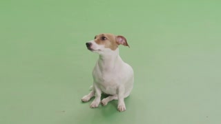 Chromakey Dog Sitting Puppy Looking Watching