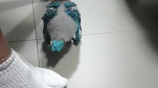Baby macaws first steps