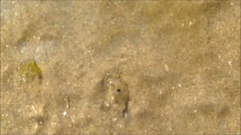 Crab disappears as quickly as it's dug up