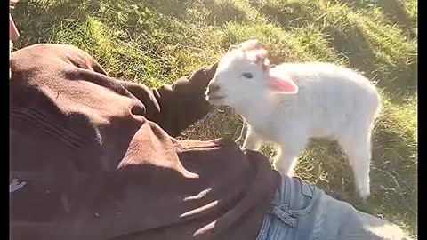 Cutest lamb!