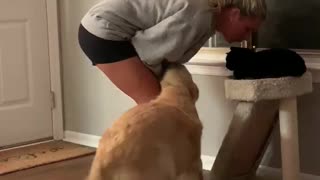 Dog Is Out For Some Immediate Attention From Owner