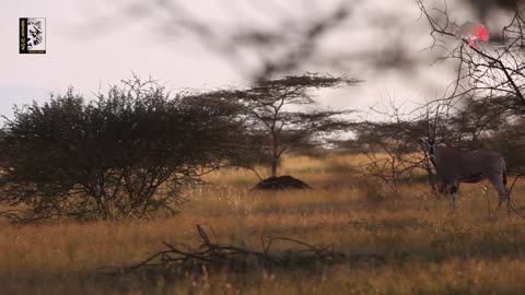 Ethiopian Wildlife - Awash National Park Documentary