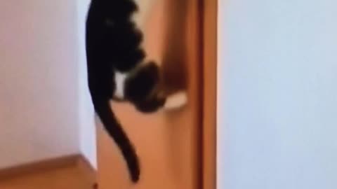 the cat knows how to open the door