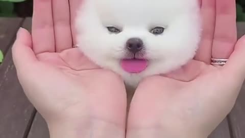 Cute Puppy with some Cute Trick