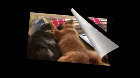 Dogs & Cats Amazing Friendship