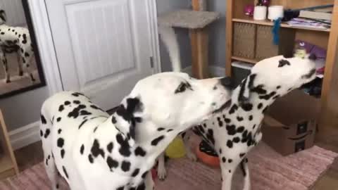 Barking Dalmatians!_batch