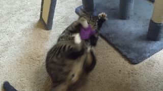 Fighting over catnip