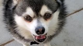 Alaskan Klee Kai Squeaks and Grumbles for Salad