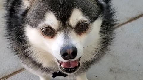 Alaskan Klee Kai Squeaks and Grumbles for Salad