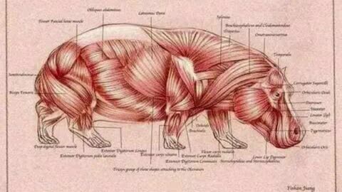 The hippopotamus is not fat