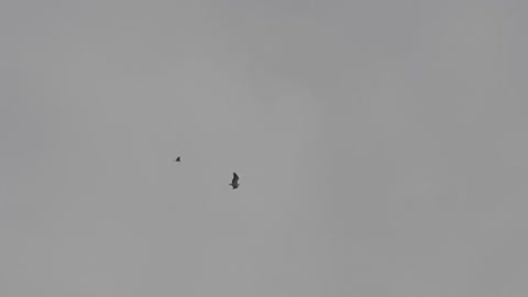 The crow attacking a hawk
