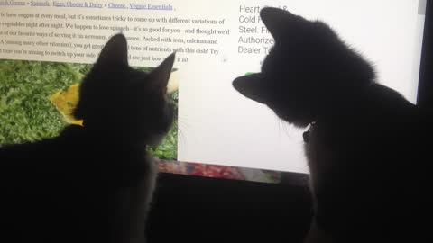 Two kittens look up their favorite recipe online