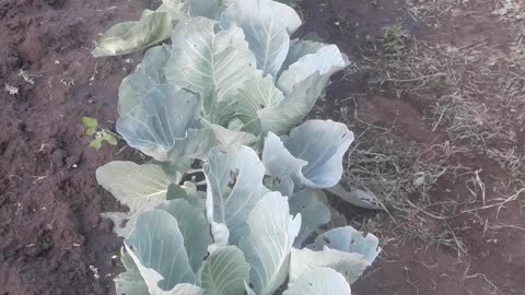 Weeded Cabbage