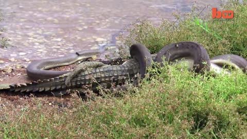 Caught On Camera: Snake Devours Crocodile After 5 Hour Battle