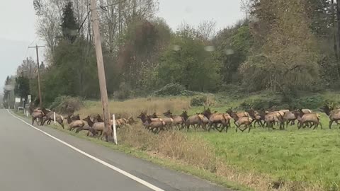 Elk Herd Crossing The Highway