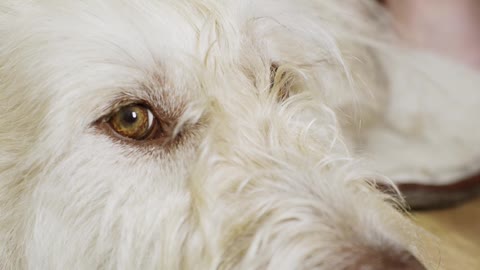 A Close Up of a Lazy Dog being Groomed by Owner