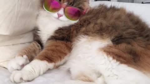 Cat wearing sunglasses