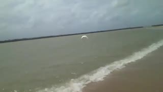 A garça branca passeia na praia e em seguida voa bem alto em direção ao horizonte [Nature & Animals]