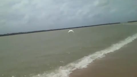 A garça branca passeia na praia e em seguida voa bem alto em direção ao horizonte [Nature & Animals]