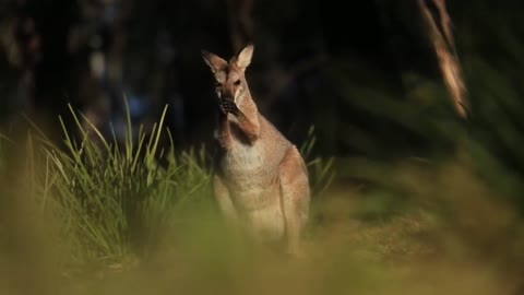 Da éxito el programa que busca reintroducir demonios de Tasmania en Australia