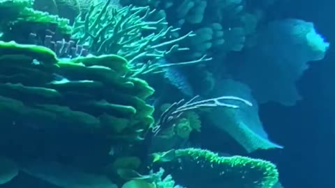 Live aquarium/ human dive